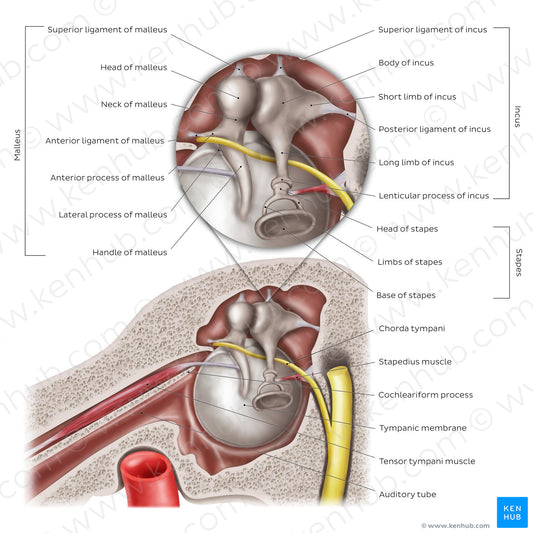 Middle ear: Sagittal section (English)