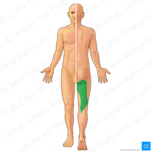 Posterior femoral cutaneous nerve (#21901)