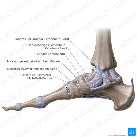 Ligaments of the foot (medial view) (German)