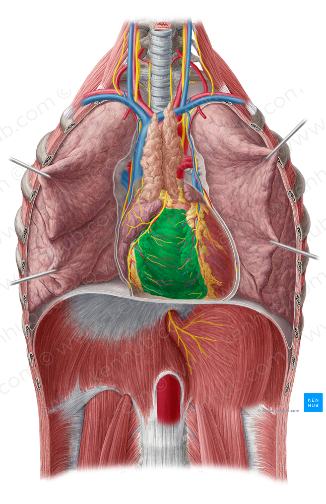 Right ventricle of heart (#10694)