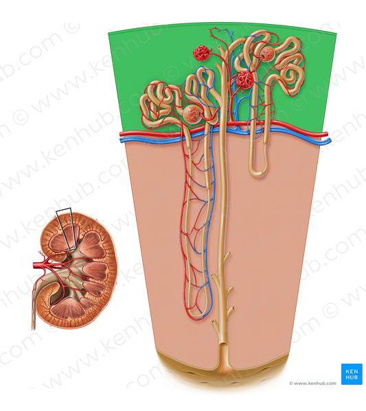 Renal cortex (#17173)