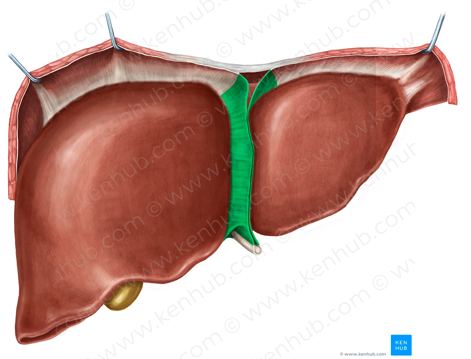 Falciform ligament of liver (#4527)
