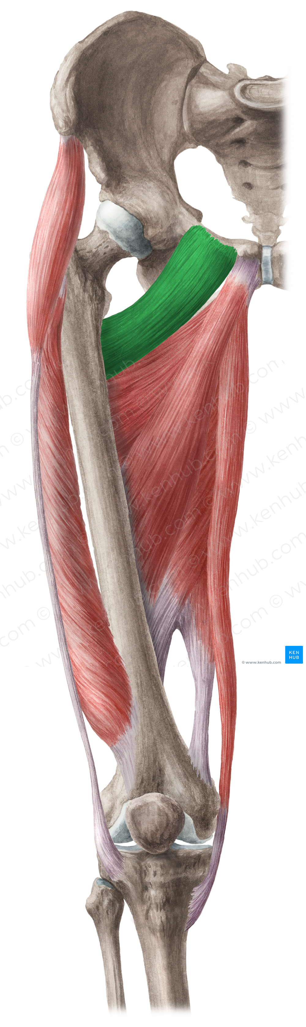 Pectineus muscle (#5719)