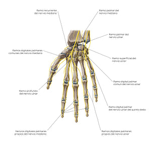 Nerves of the hand: Palmar view (Spanish)