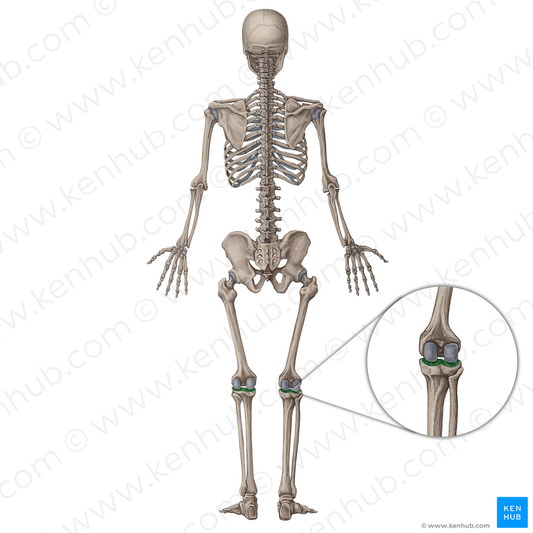 Tibial plateau (#537)