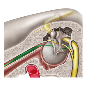 Muscles of auditory ossicles (#19201)