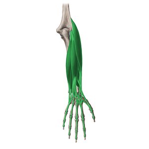 Posterior (extensor) muscles of forearm (#19736)