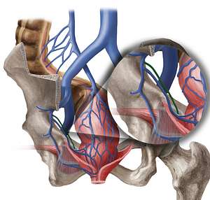 Obturator vein (#10436)