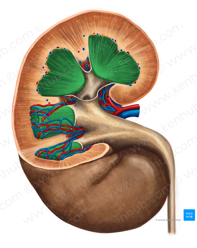 Renal medulla (#5013)