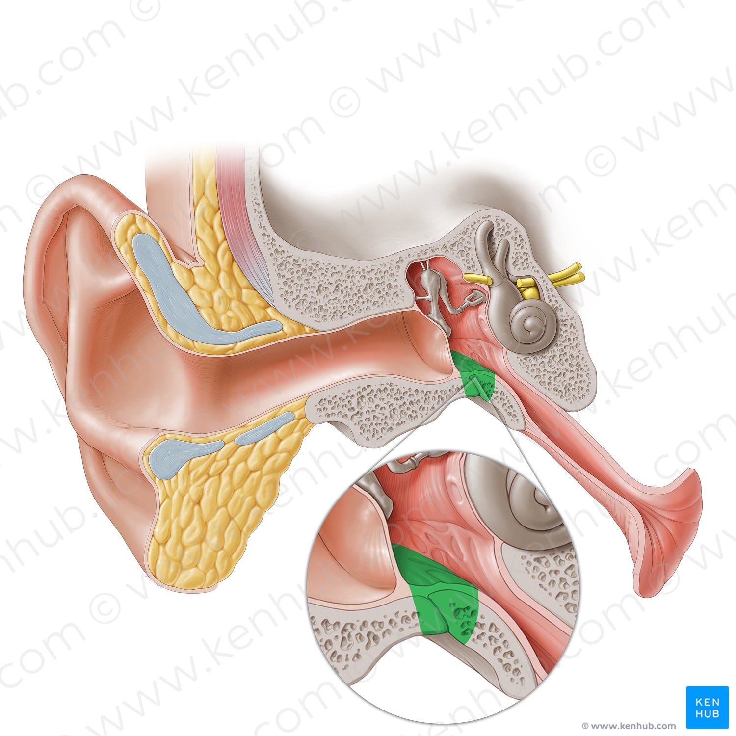 Jugular wall of tympanic cavity (#20265)