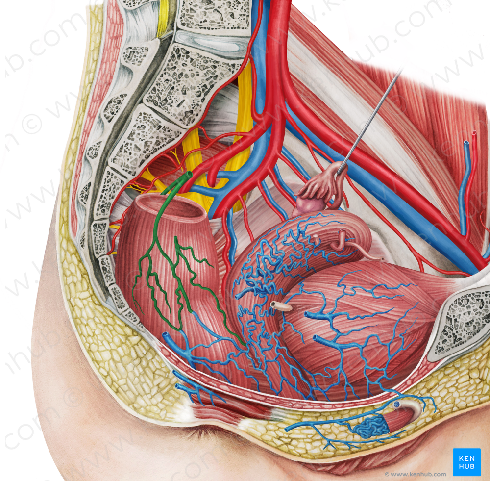 Superior anorectal vein (#10542)