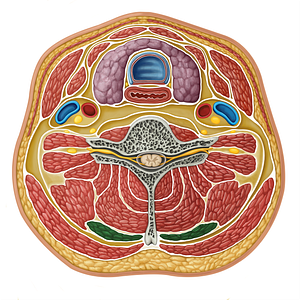 Splenius capitis muscle (#17320)