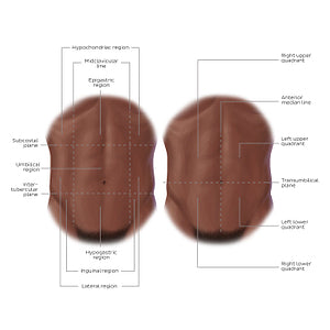 Regions of the abdomen (English)