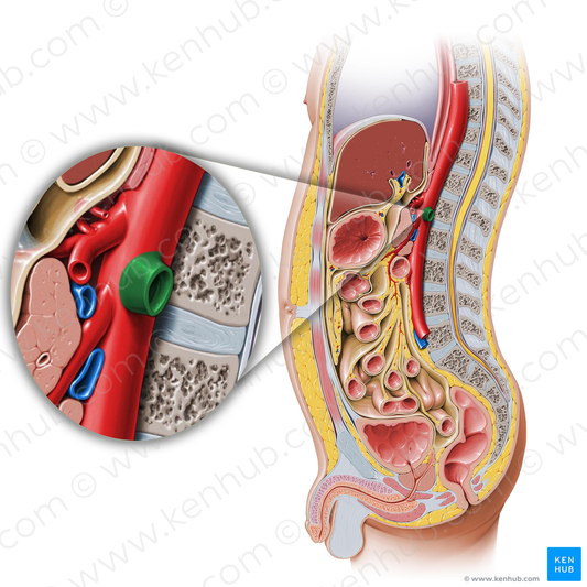 Left renal artery (#1743)