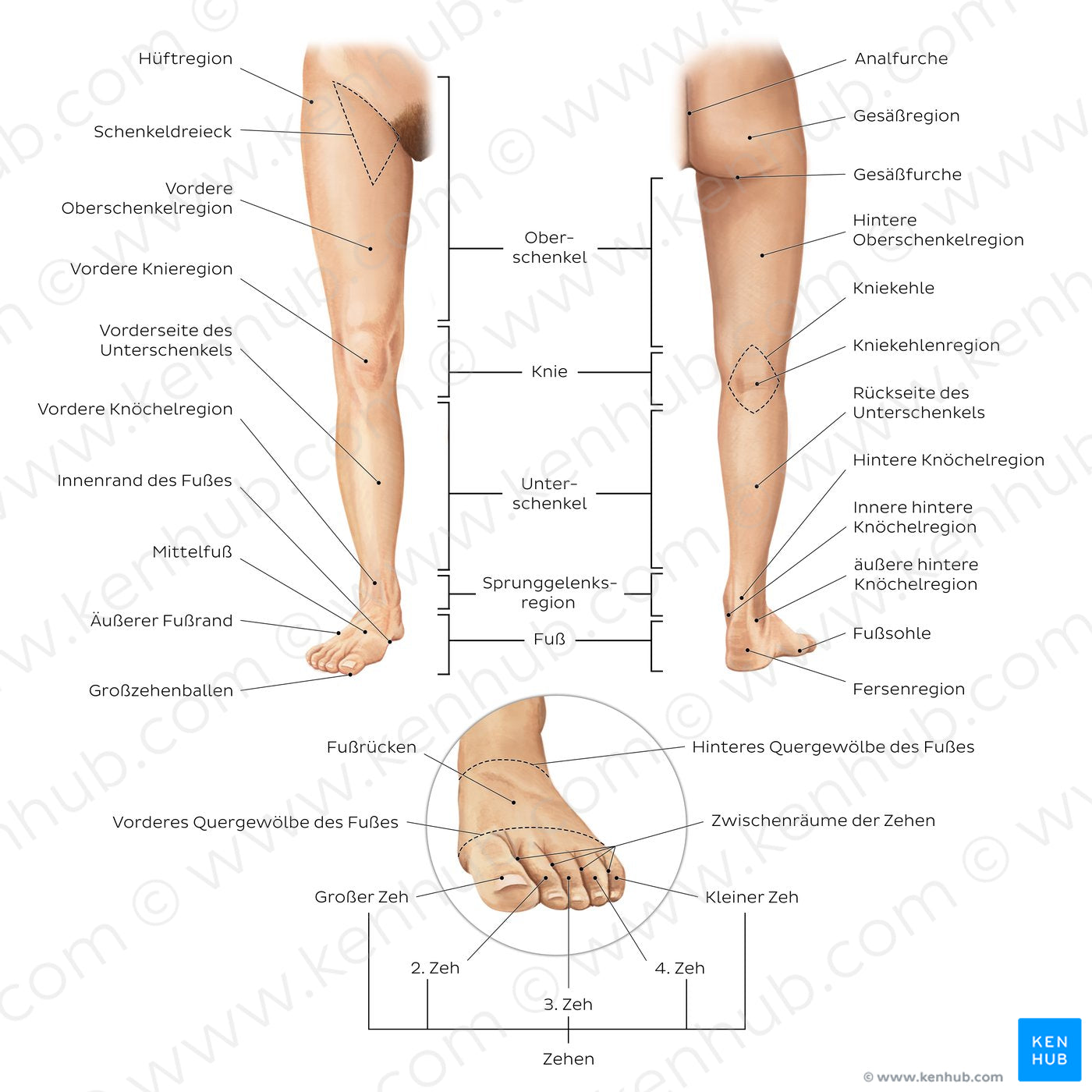 Regions of the lower extremity (German)