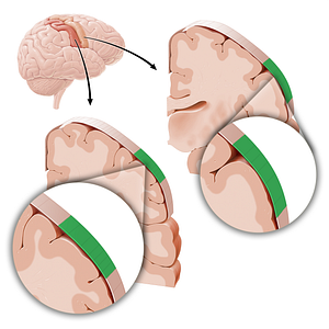 Sensory and motor cortex of face (#21217)