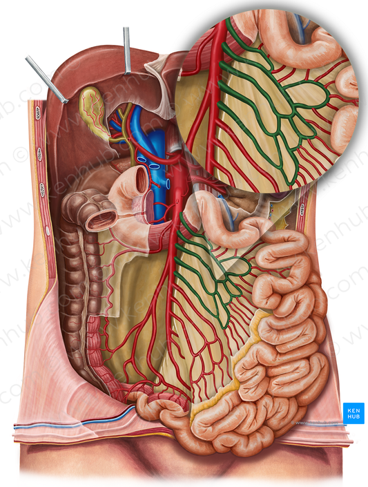 Jejunal arteries (#1165)