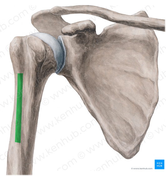 Crest of greater tubercle of humerus (#3141)