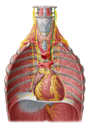 Left vagus nerve (#6897)