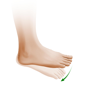 Plantar flexion of foot (#11027)