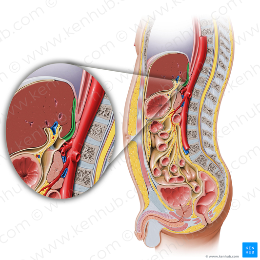 Superior recess of omental bursa (#517)