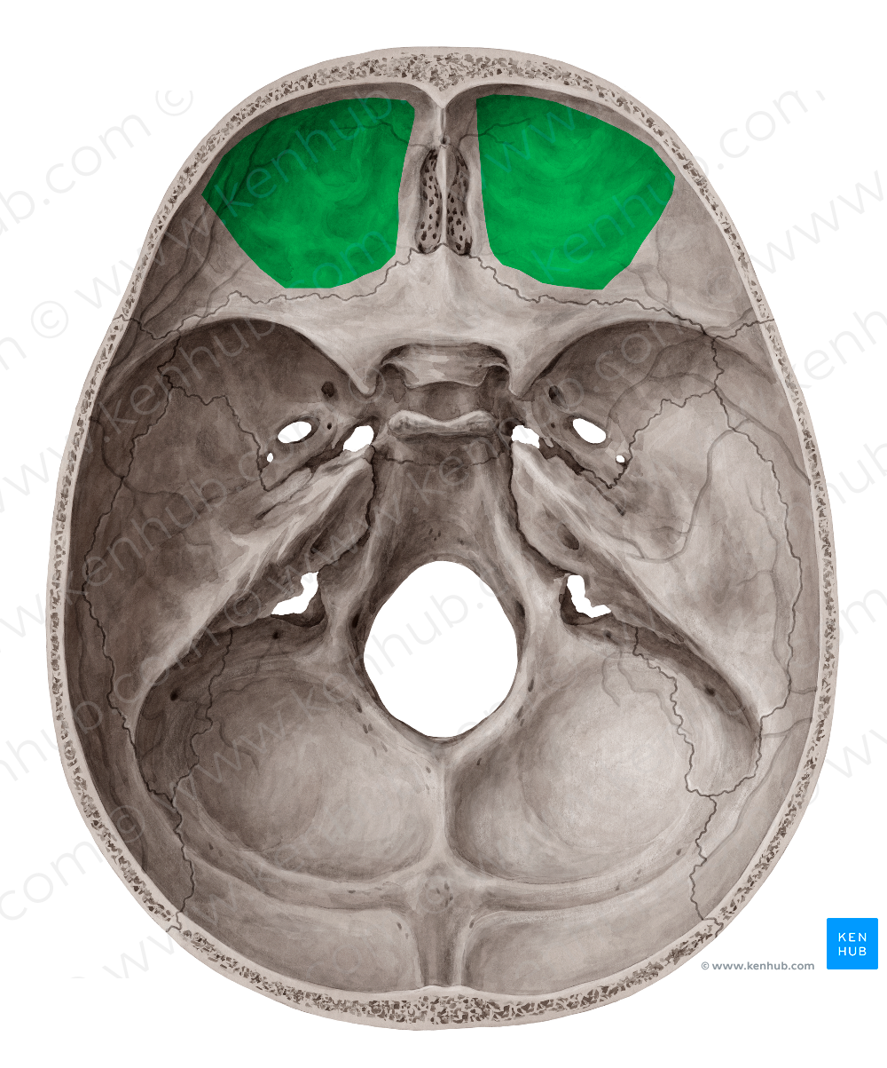 Superior surface of orbital plate of frontal bone (#3547)