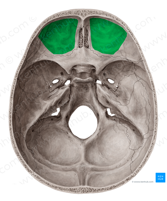 Superior surface of orbital plate of frontal bone (#3547)