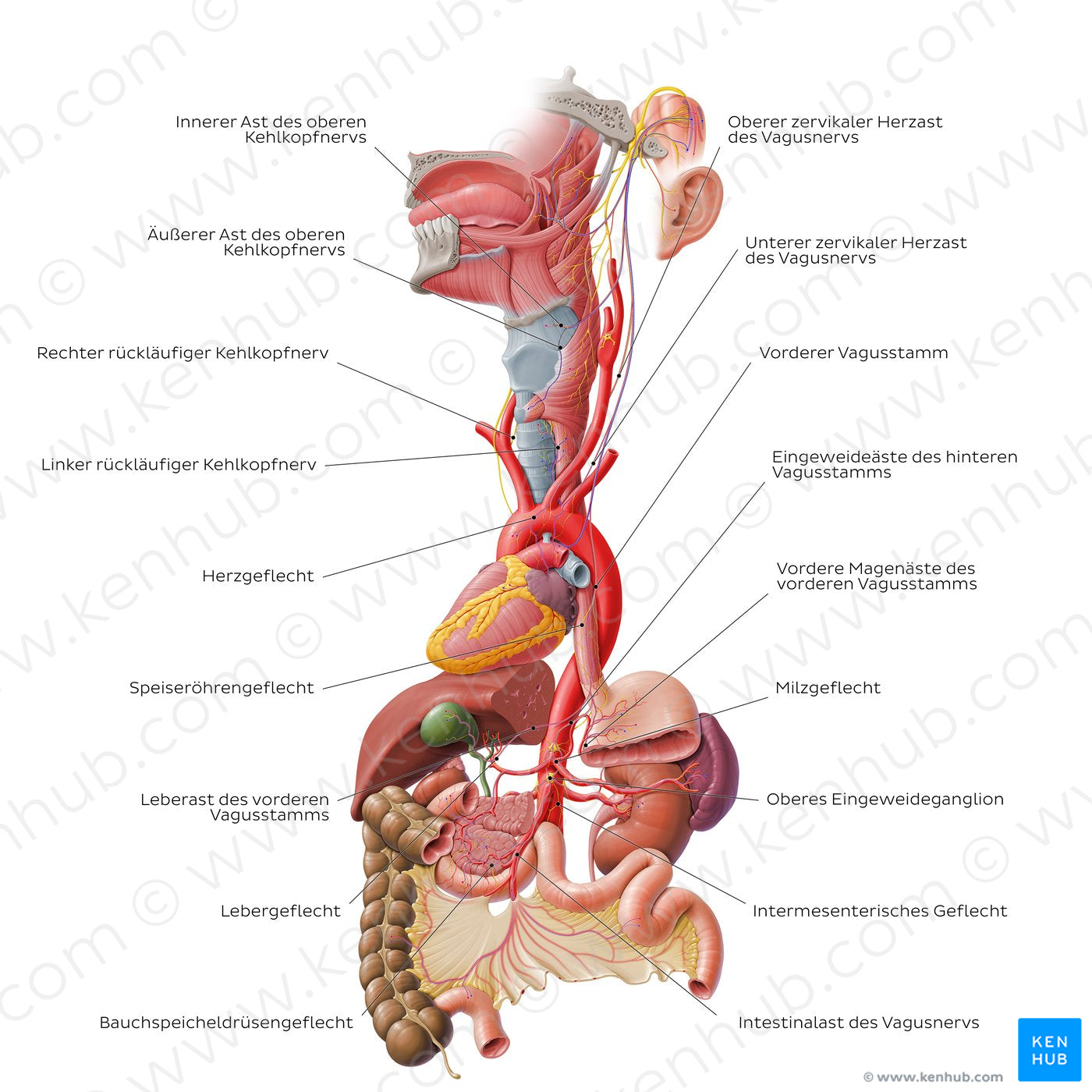 Vagus nerve: lower cervical and thoracoabdominal parts (German)