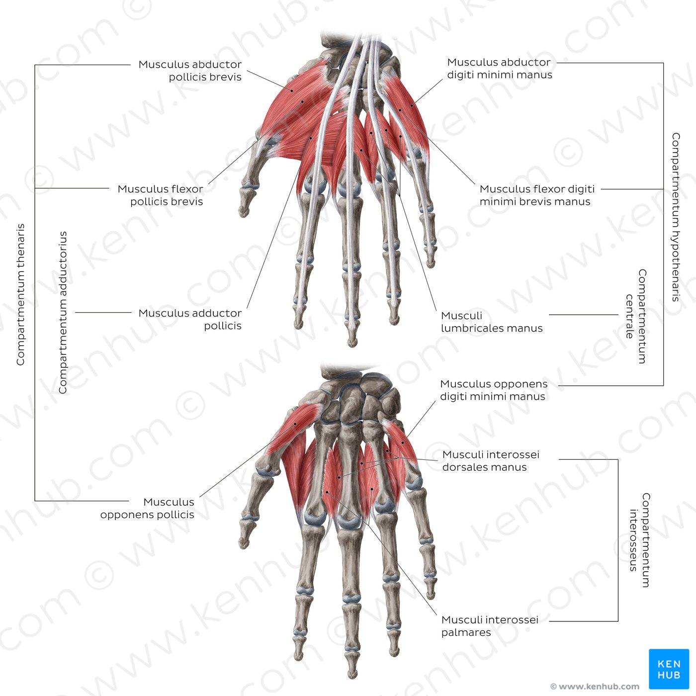 Muscles of the hand: Groups (Latin)