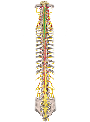 Posterior median sulcus of spinal cord (#9284)