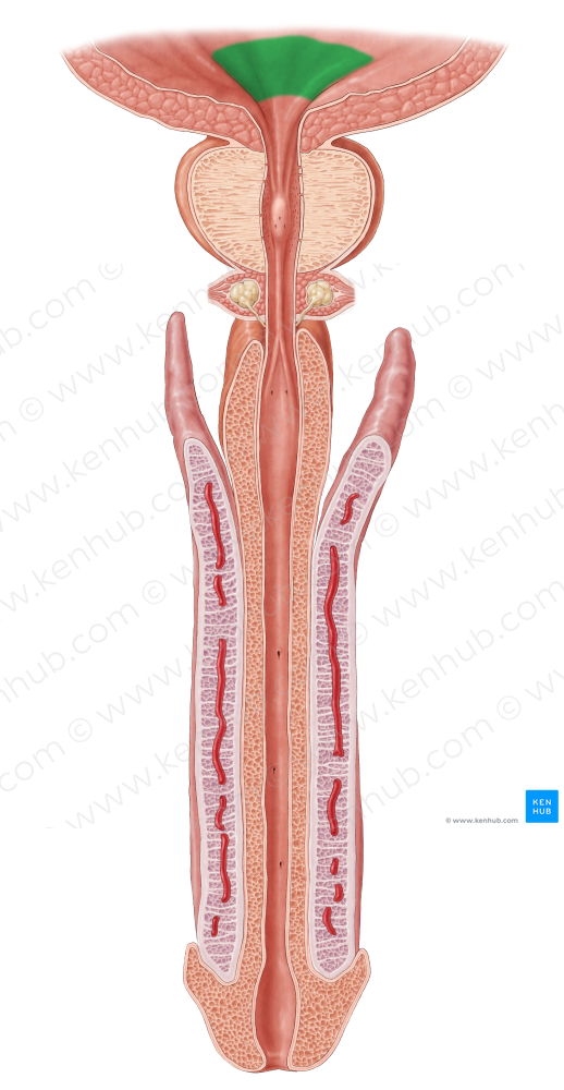 Trigone of urinary bladder (#9569)