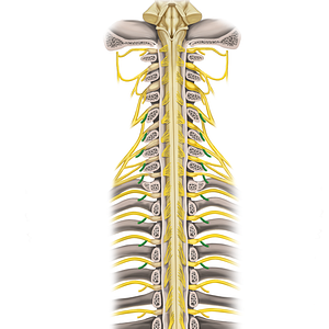 Posterior rami of spinal nerves C4-T4 (#16185)