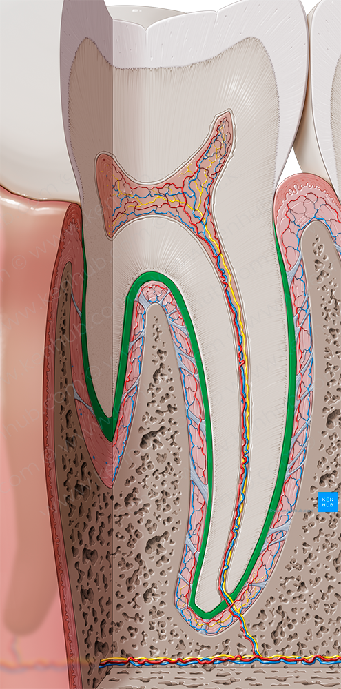 Cementum (#2550)