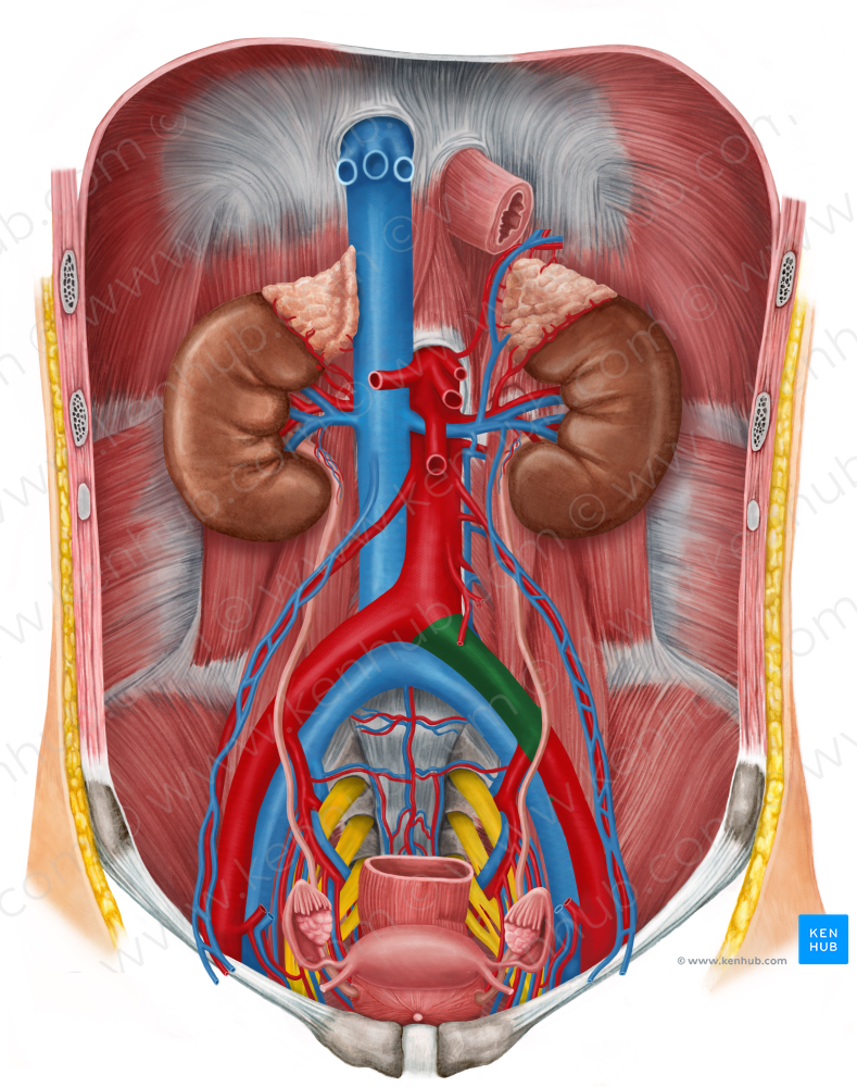 Left common iliac artery (#1381)