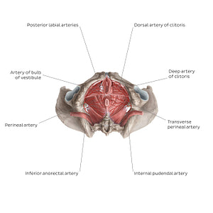 Arteries of the clitoris (English)