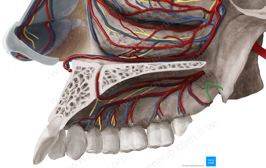 Lesser palatine nerve (#6262)