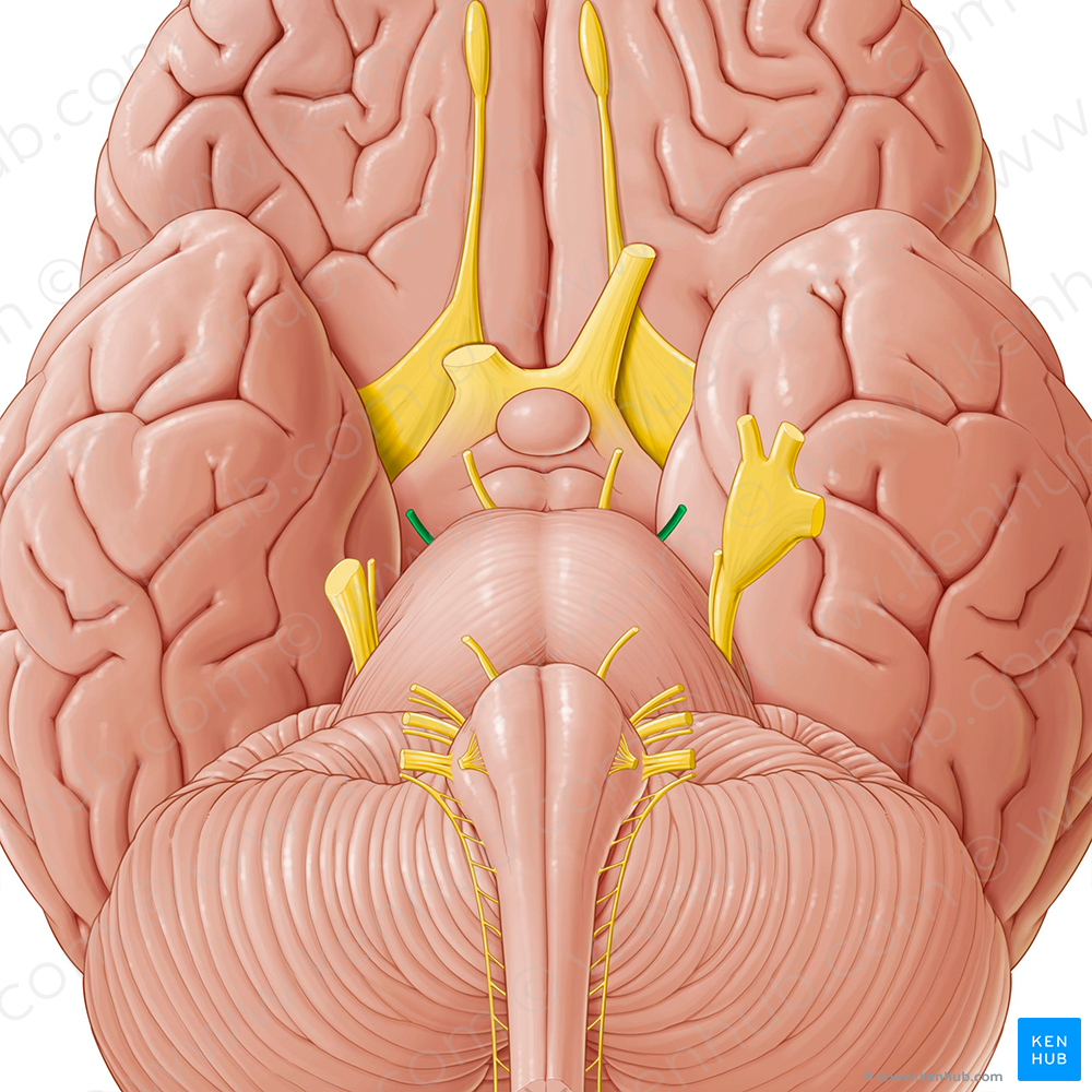 Trochlear nerve (#6847)
