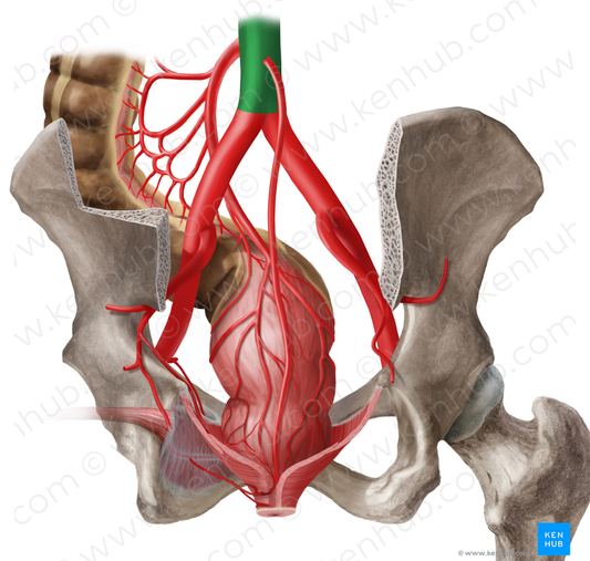Abdominal aorta (#703)