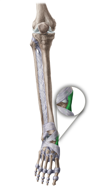 Medial collateral ligament of ankle joint (#4493)