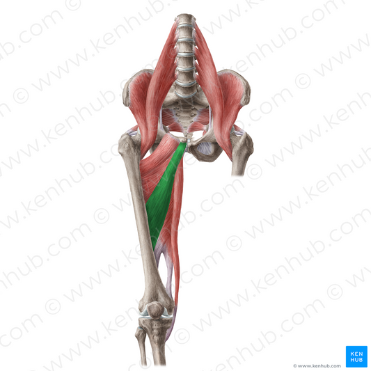 Adductor longus muscle (#19639)
