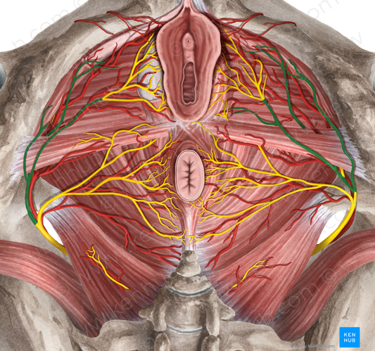 Perineal nerve (#6657)