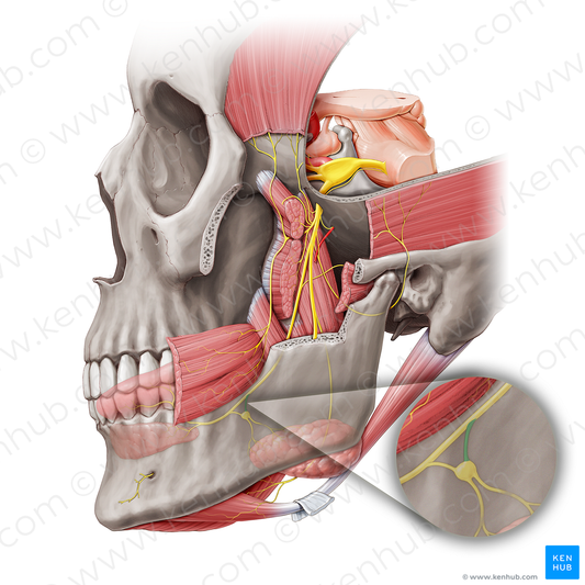 Posterior branch of lingual nerve to submandibular ganglion (#20465)