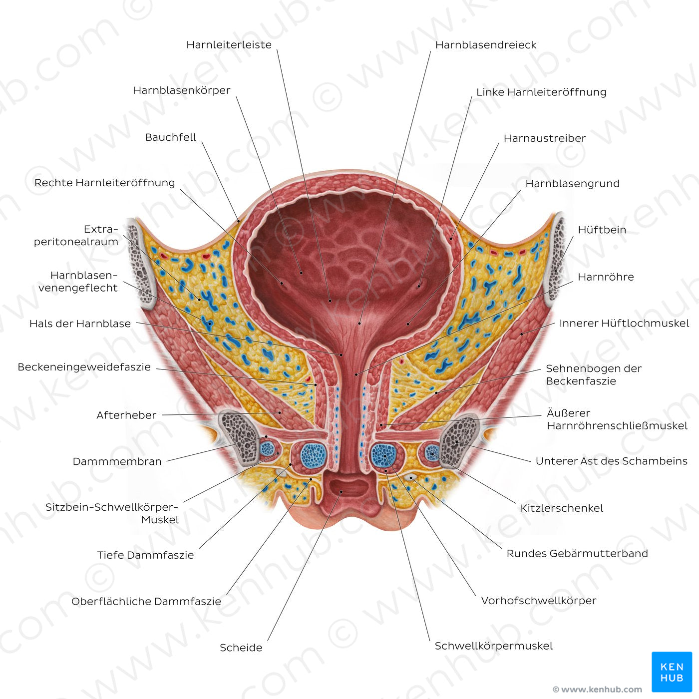 Female urinary bladder (German)