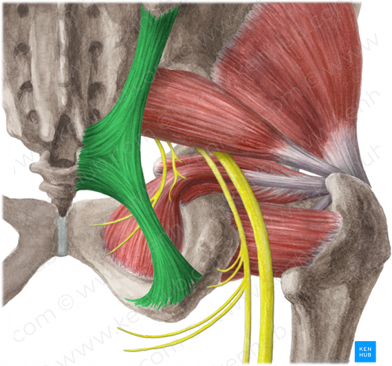 Sacrotuberous ligament (#4615)