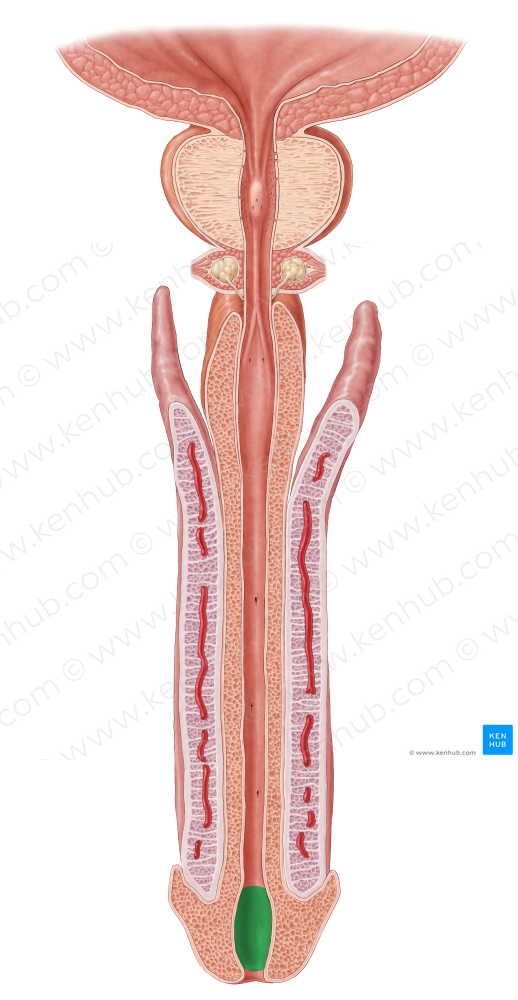 Navicular fossa of urethra (#3865)