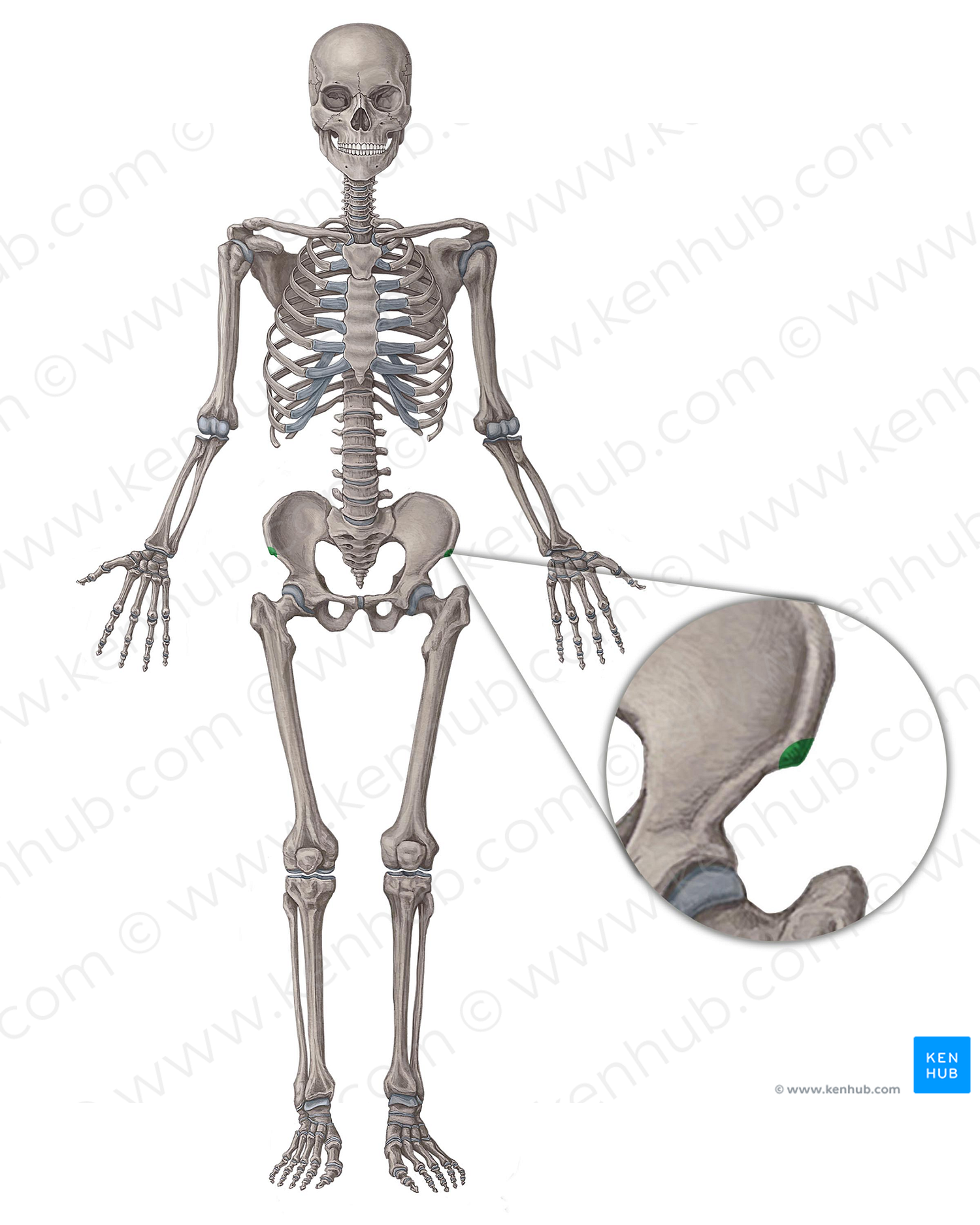 Anterior superior iliac spine (#9095)