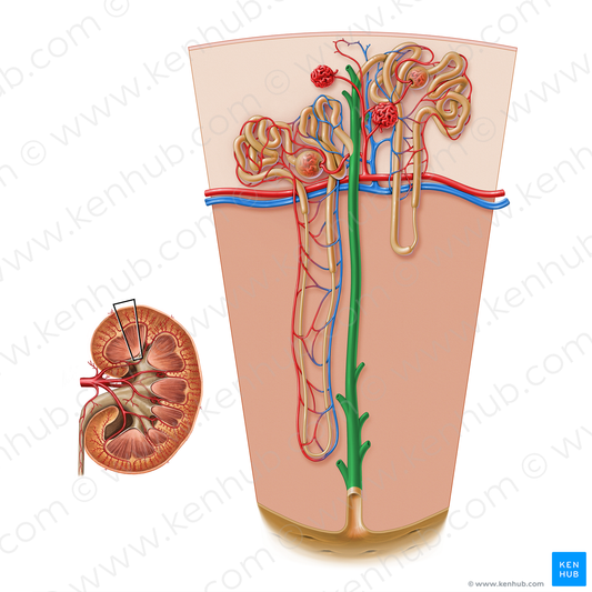 Collecting duct of renal tubule (#17197)
