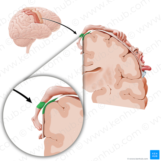 Motor cortex of knee (#11077)