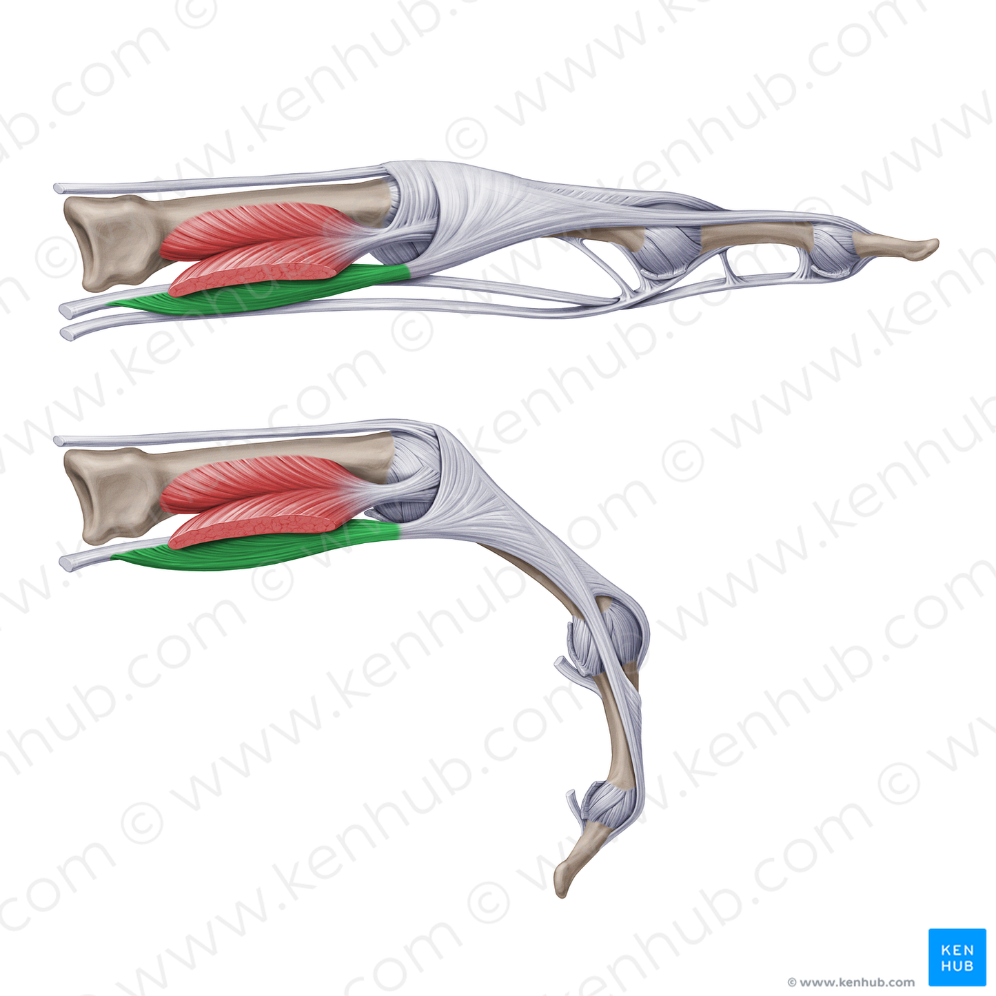 Lumbrical muscles of hand (#18795) – Kenhub Image License Store
