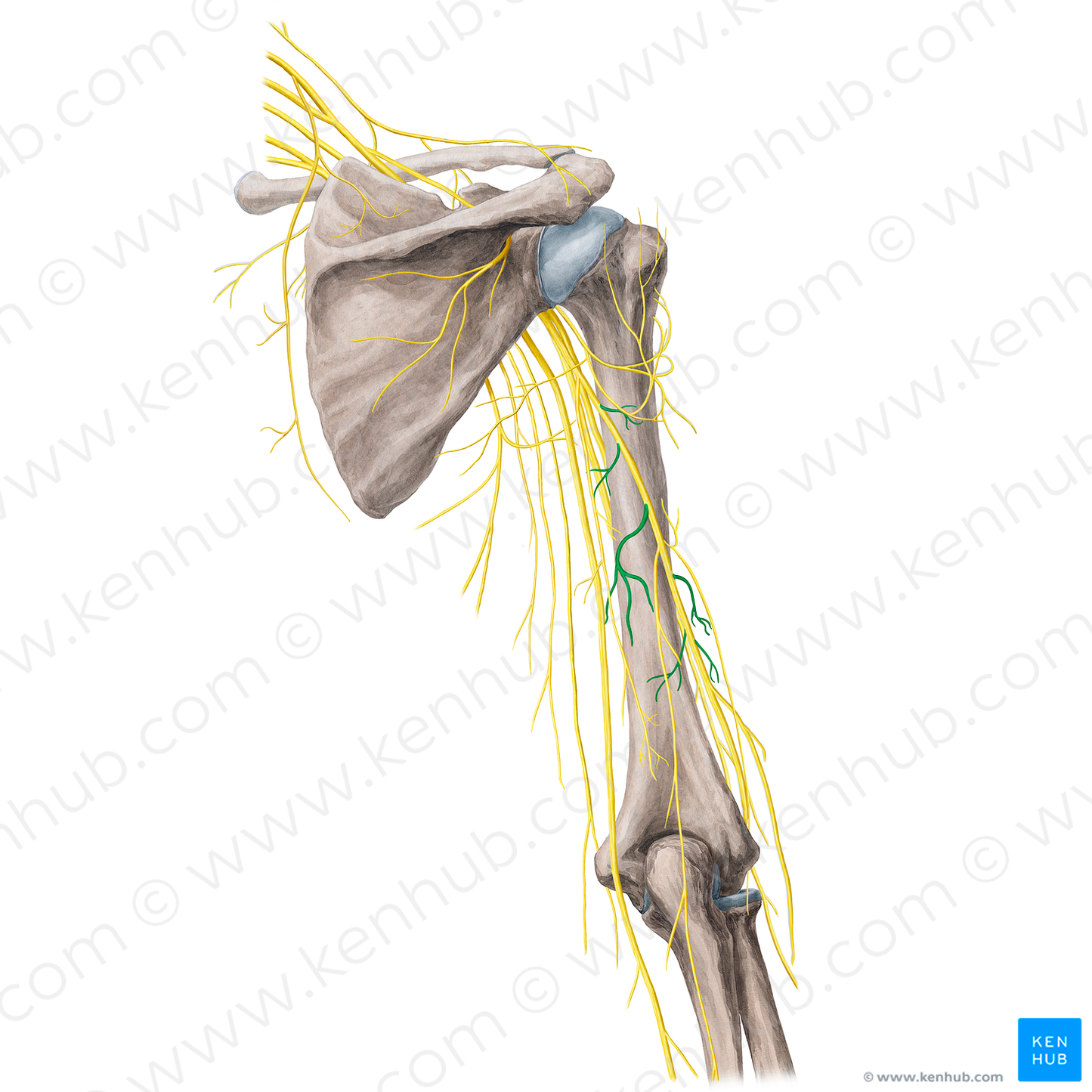 Muscular branches of radial nerve (#21765)